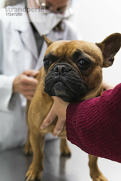 Tierarzt untersucht französische Bulldogge in der Klinik