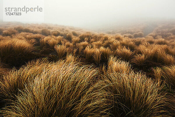 Neuseeland  Ruapehu Distrikt  Braune Sträucher im Tongariro National Park bei nebligem Wetter