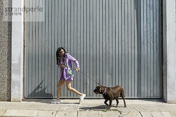 Mittlere erwachsene Frau geht mit Labrador Retriever an einer grauen Wand spazieren