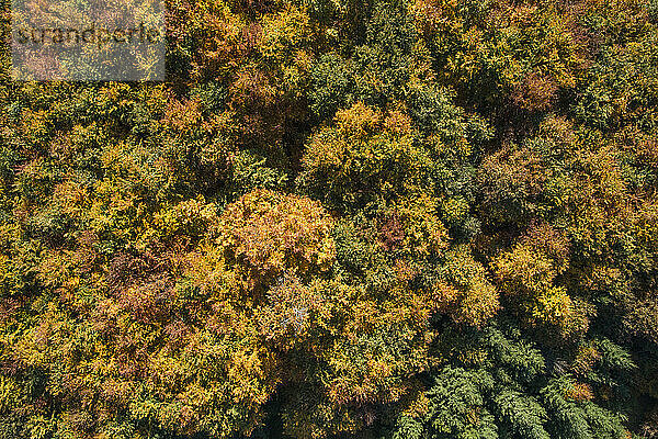 Drohnenansicht eines Herbstwaldes auf der Schwäbischen Alb