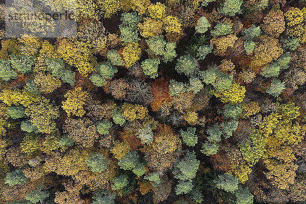 Drohnenansicht des Steigerwaldes im Herbst