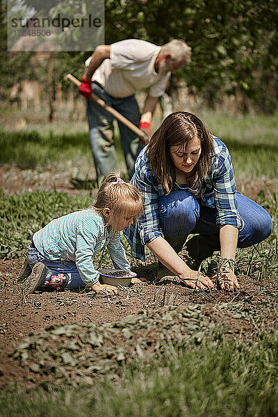 Mutter pflanzt Tomatensetzlinge mit ihrer Tochter  während der Großvater im Hintergrund arbeitet