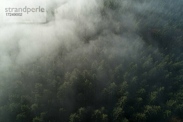 Drohnenansicht des Schwarzwalds im dichten Nebel