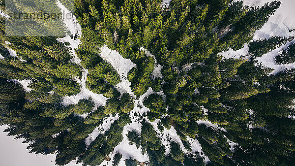 Grüne Bäume an verschneiten Bergen von oben gesehen  Allgau  Bayern  Deutschland