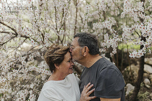 Älterer Mann küsst Frau am blühenden Baum