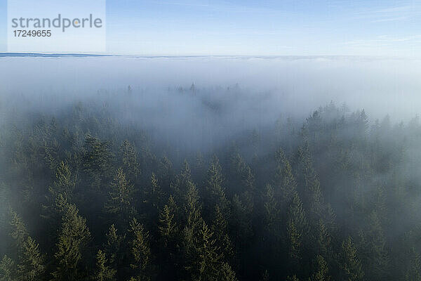 Drohnenansicht des Schwarzwalds im dichten Nebel