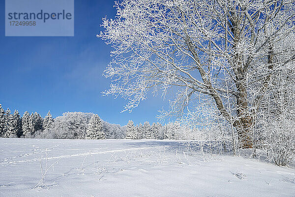 Deutschland  Baden Württemberg  Zollernalb  Winterlandschaft mit Raureif auf Bäumen unter blauem Himmel