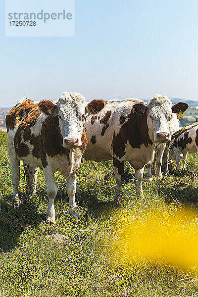 Porträt von zwei nebeneinander stehenden Kühen auf einer Frühlingsweide