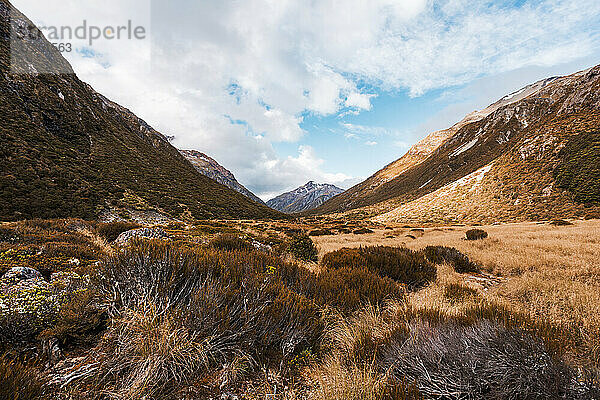 Braune Flora am Arthurs Pass  Südinsel  Neuseeland