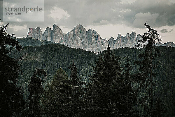 Nadelbäume bei den Dolomiten in Südtirol  Italien