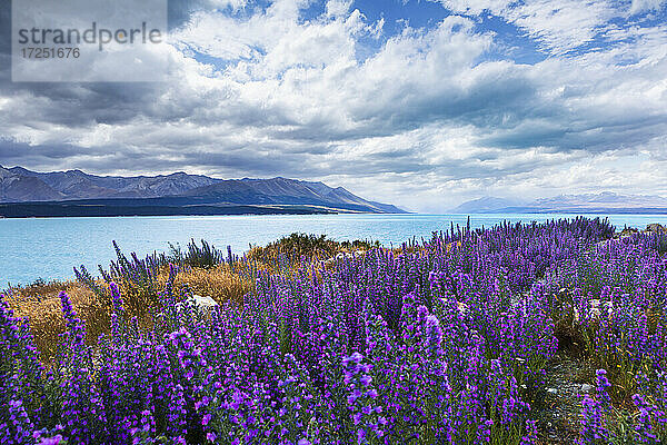 Neuseeland  Canterbury  Blühende Lupinen (Lupinus) am Lake Tekapo