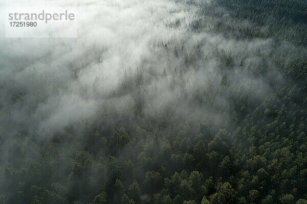 Drohnenansicht des Schwarzwalds im dichten Nebel