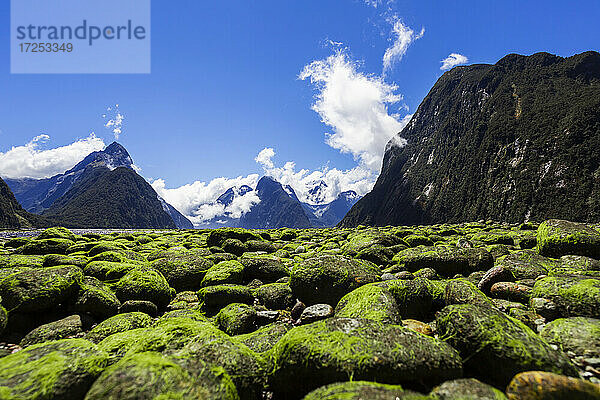 Neuseeland  Südinsel  Milford Sound  Moosbewachsene Steine in majestätischer Berglandschaft