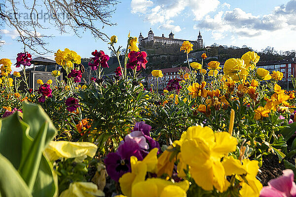 Deutschland  Würzburg  Blühende Blumen in der Stadt mit Festung Marienberg  Kappele und Alter Mainbrücke im Hintergrund