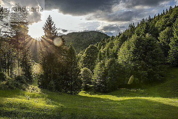 Leere Grasfläche mit Kiefern an einem sonnigen Tag in der Provinz Brescia  Lombardei  Italien