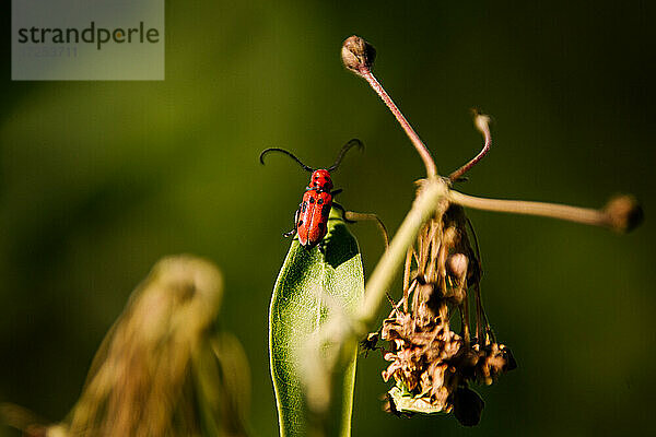 Kanada  Ontario  Rote Wanze auf Blatt