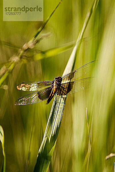 Kanada  Ontario  Libelle auf Grashalm im Feld