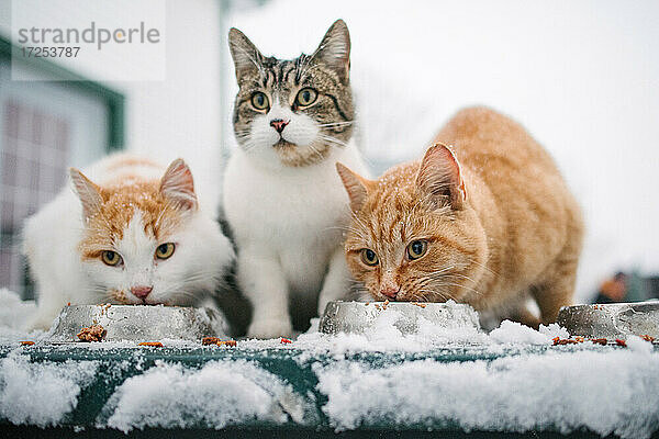 Kanada  Ontario  Drei Katzen fressen aus Schüsseln im Schnee