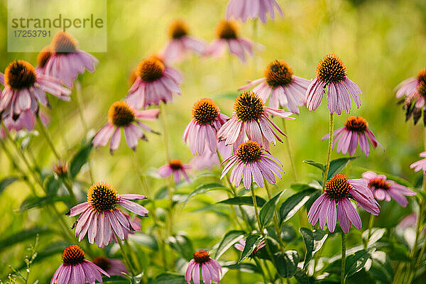 Kanada  Ontario  Echinacea-Blüten auf einem Feld