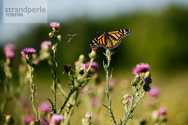 Kanada  Ontario  Schmetterling auf Distel im Feld