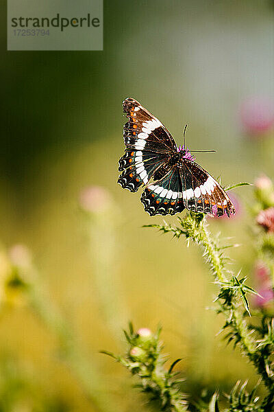 Kanada  Ontario  Schmetterling auf Distel im Feld