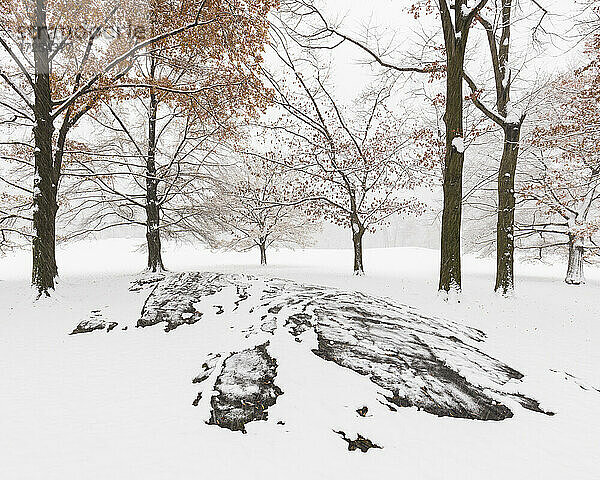 USA  NY  New York City  Schneebedeckte Bäume und Felsen im Central Park