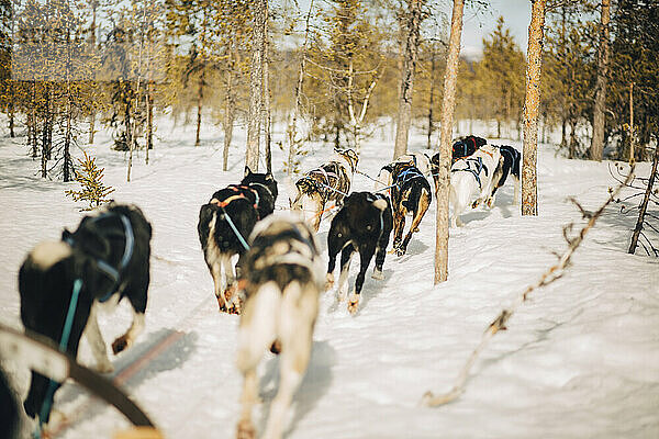 Husky-Hunde laufen im Winter durch Bäume im Wald