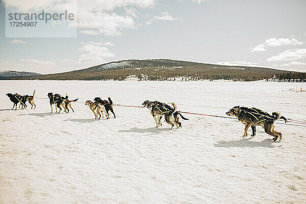 Huskies beim Hundeschlittenfahren auf Schnee im Winter