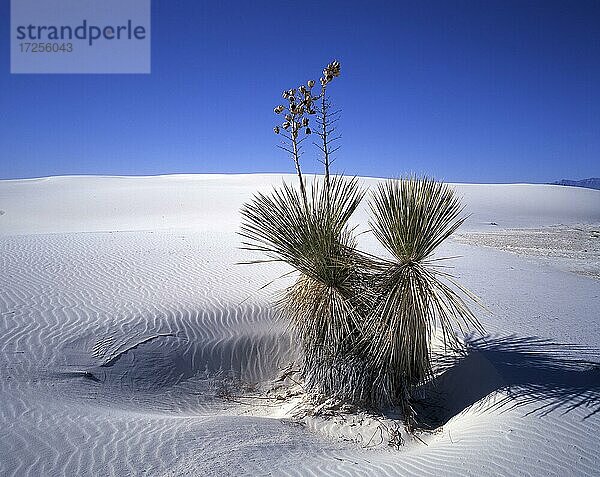 Yucca-Palme (Yucca elata) in der Gipswüste White Sands  New Mexico  USA  Nordamerika