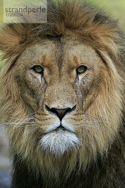 Löwe (Panthera leo)  männlich  Portrait  wachsam  captive