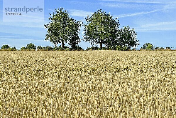 Getreidefeld  unbegrannter Weizen (Triticum aestivum)  Laubbäume am Feldrand  blauer Wolkenhimmel  Nordrhein-Westfalen  Deutschland  Europa