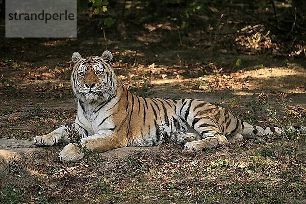 Sibirischer Tiger (Panthera tigris altaica)  adult  captive