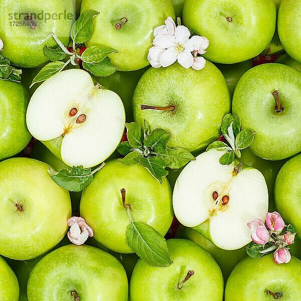 Äpfel Früchte grün Apfel Frucht Hintergrund Quadrat mit Blüten und Blättern  Deutschland  Europa