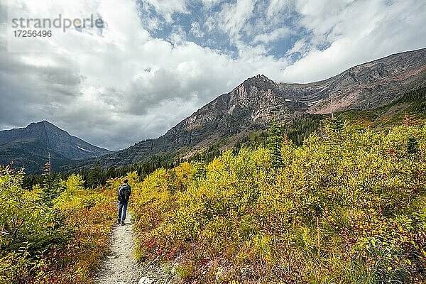 Wanderer auf einem Wanderweg durch Berglandschaft  Gebüsch in Herbstfarben  Wanderung zum Upper Two Medicine Lake  Glacier Nationalpark  Montana  USA  Nordamerika