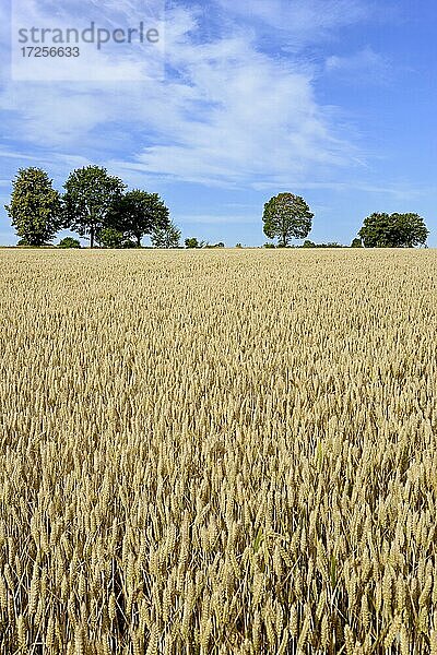 Getreidefeld  unbegrannter Weizen (Triticum aestivum)  Laubbäume am Feldrand  blauer Wolkenhimmel  Nordrhein-Westfalen  Deutschland  Europa