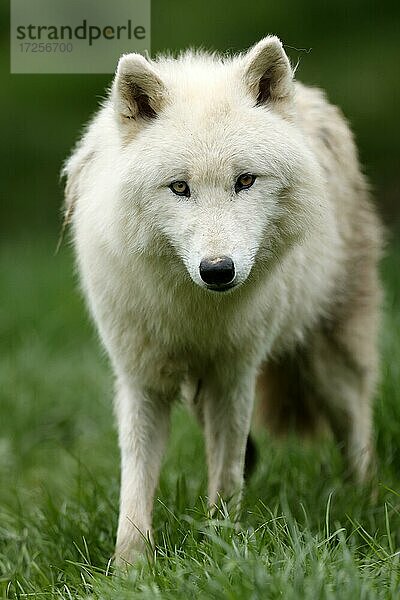 Polarwolf  Arktischer Wolf (Canis lupus arctos) Tierporträt  Deutschland  Europa