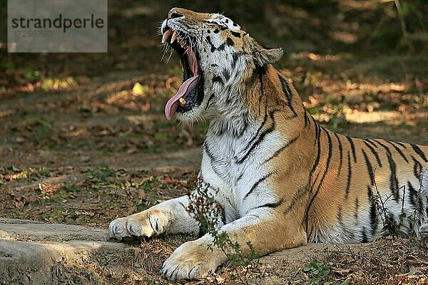 Sibirischer Tiger (Panthera tigris altaica)  adult  gähnend  Portrait  captive