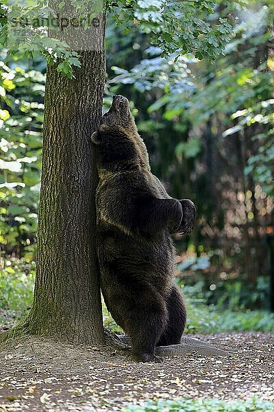 Eurasischer Braunbär  Europäischer Braunbär (Ursus arctos arctos)  adult  aufrecht stehend  am Baum  kratzt sich  Fellpflege  captive