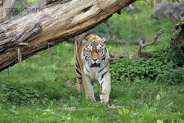 Sibirischer Tiger (Panthera tigris altaica)  adult  wachsam  pirschend  captive