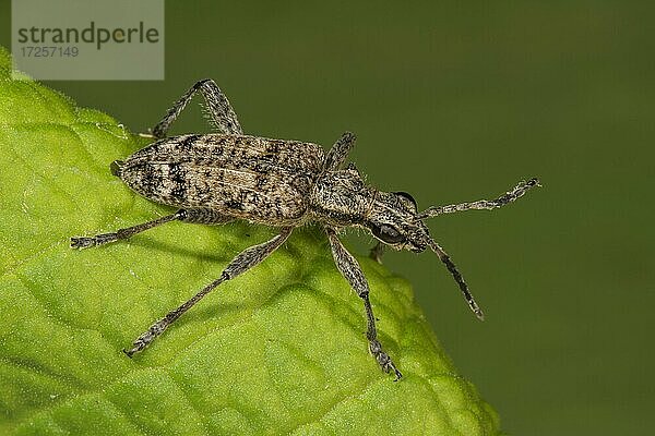 Schrotbock Rhagium inquisitor auf einem Blatt  Baden-Württemberg  Deutschland  Europa