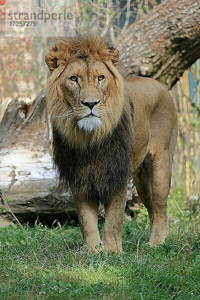 Löwe (Panthera leo)  männlich  wachsam  captive
