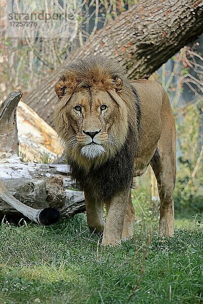 Löwe (Panthera leo)  männlich  laufend  wachsam  captive
