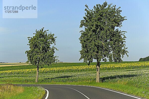 Birnenbäume (Pyrus) an einer Landstraße  dahinter ein Kartoffel-und Sonnenblumenfeld  blauer Himmel  Nordrhein-Westfalen  Deutschland  Europa