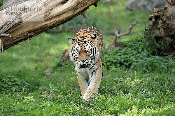 Sibirischer Tiger (Panthera tigris altaica)  adult  wachsam  pirschend  captive