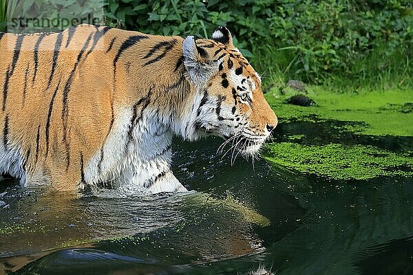 Sibirischer Tiger (Panthera tigris altaica)  adult  wachsam  im Wasser  Portrait  captive