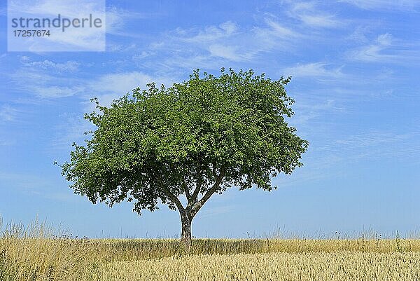 Apfelbaum (Malus)  Solitärbaum am Getreidefeld  blauer Himmel  Nordrhein-Westfalen  Deutschland  Europa