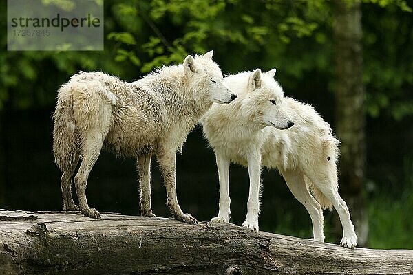 Polarwolf  Arktischer Wolf (Canis lupus arctos) stehend auf Baumstamm  Deutschland  Europa