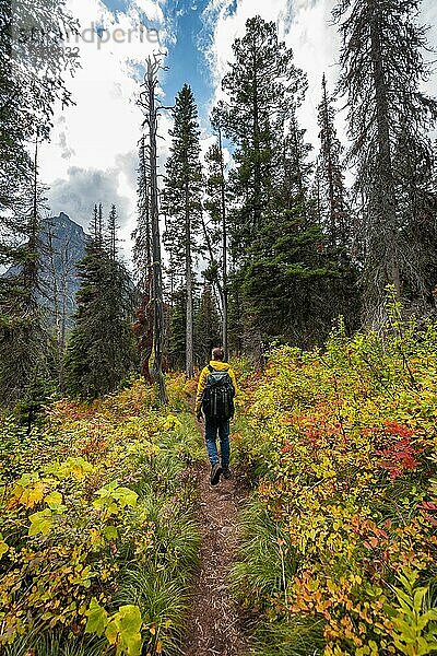 Wanderer auf einem Wanderweg durch Gebüsch in Herbstfarben  Wanderung zum Upper Two Medicine Lake  Glacier Nationalpark  Montana  USA  Nordamerika