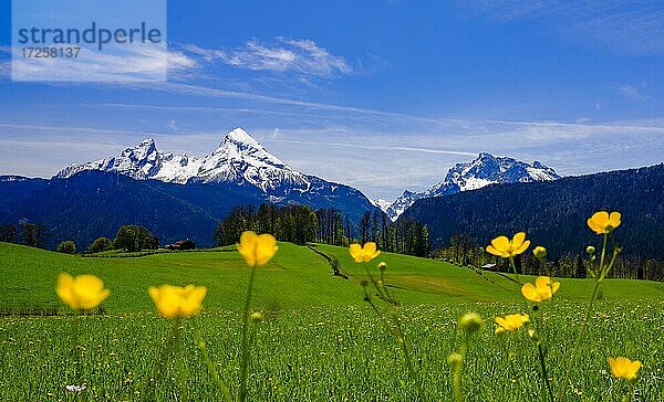 Watzmann und Hochkalter  davor grüne Wiese und gelbe Blumen  Bischofswiesen  Berchtesgadener Land  Oberbayern  Bayern  Deutschland  Europa