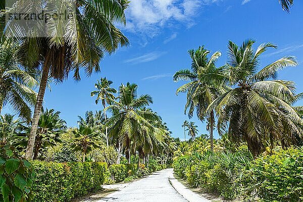 Palmen Seychelles La Digue Weg Urlaub Ferien reisen Paradies Symbolbild Palme Reise auf den Seychellen